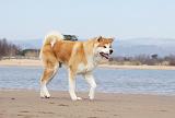 AKITA INU 175